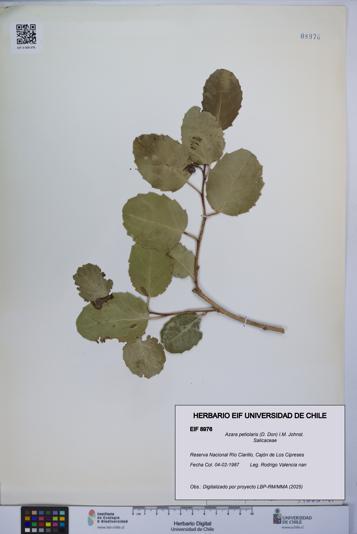 Azara petiolaris [Espécimen: UCH:EIF:0008976]