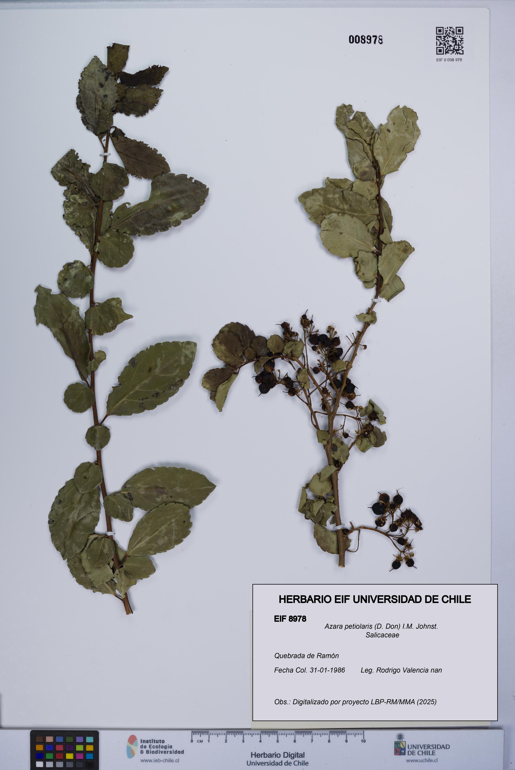 Azara petiolaris [Espécimen: UCH:EIF:0008978]