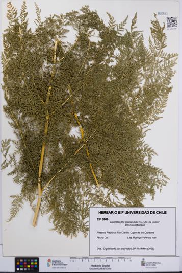 Dennstaedtia glauca [Espécimen: UCH:EIF:0008989]
