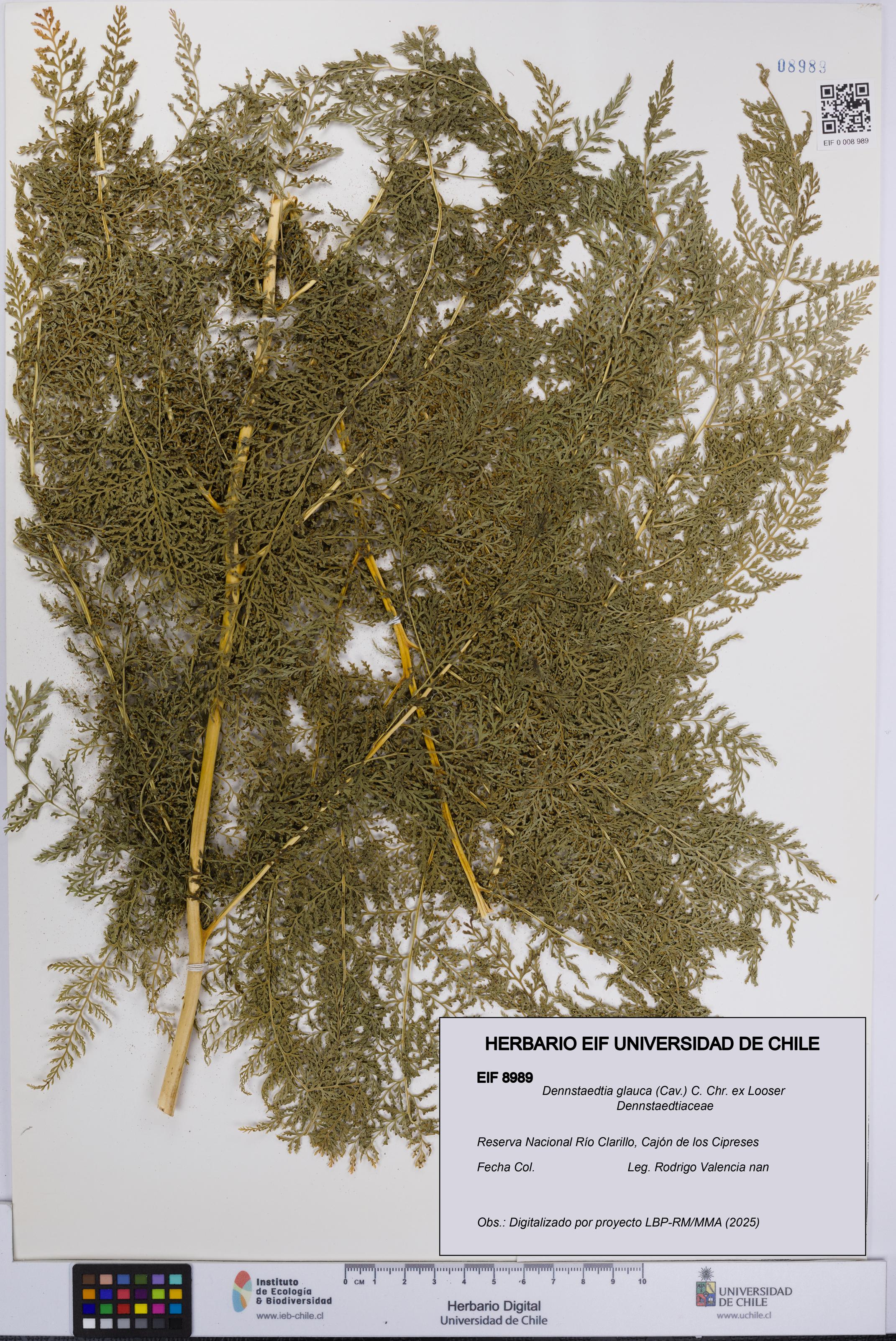 Dennstaedtia glauca [Espécimen: UCH:EIF:0008989]