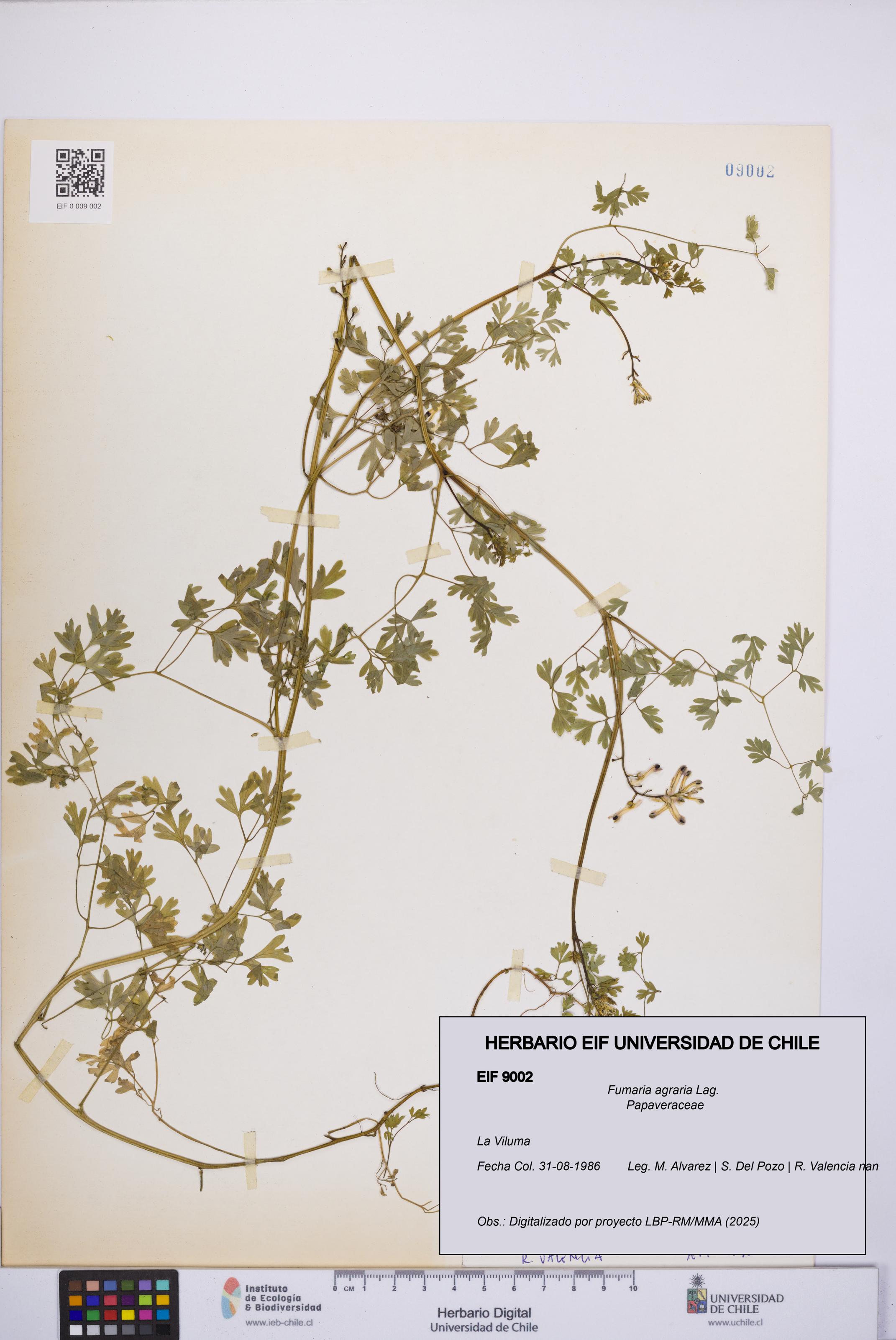 Fumaria agraria [Espécimen: UCH:EIF:0009002]
