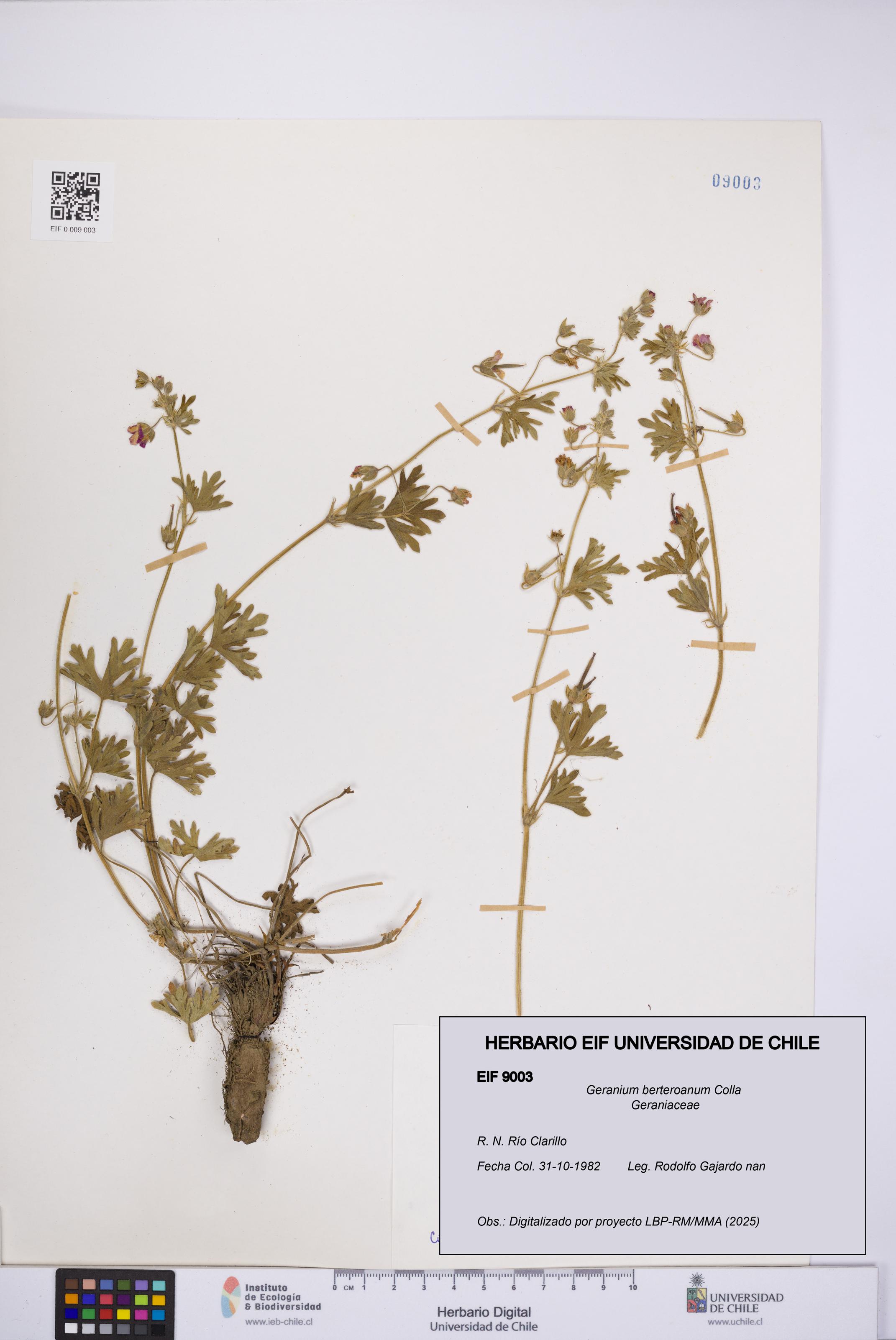 Geranium berteroanum [Espécimen: UCH:EIF:0009003]