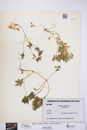 Geranium robertianum [Espécimen: UCH:EIF:0009006]