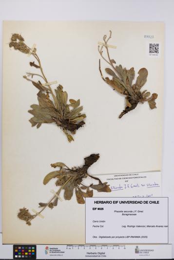 Phacelia secunda [Espécimen: UCH:EIF:0009025]