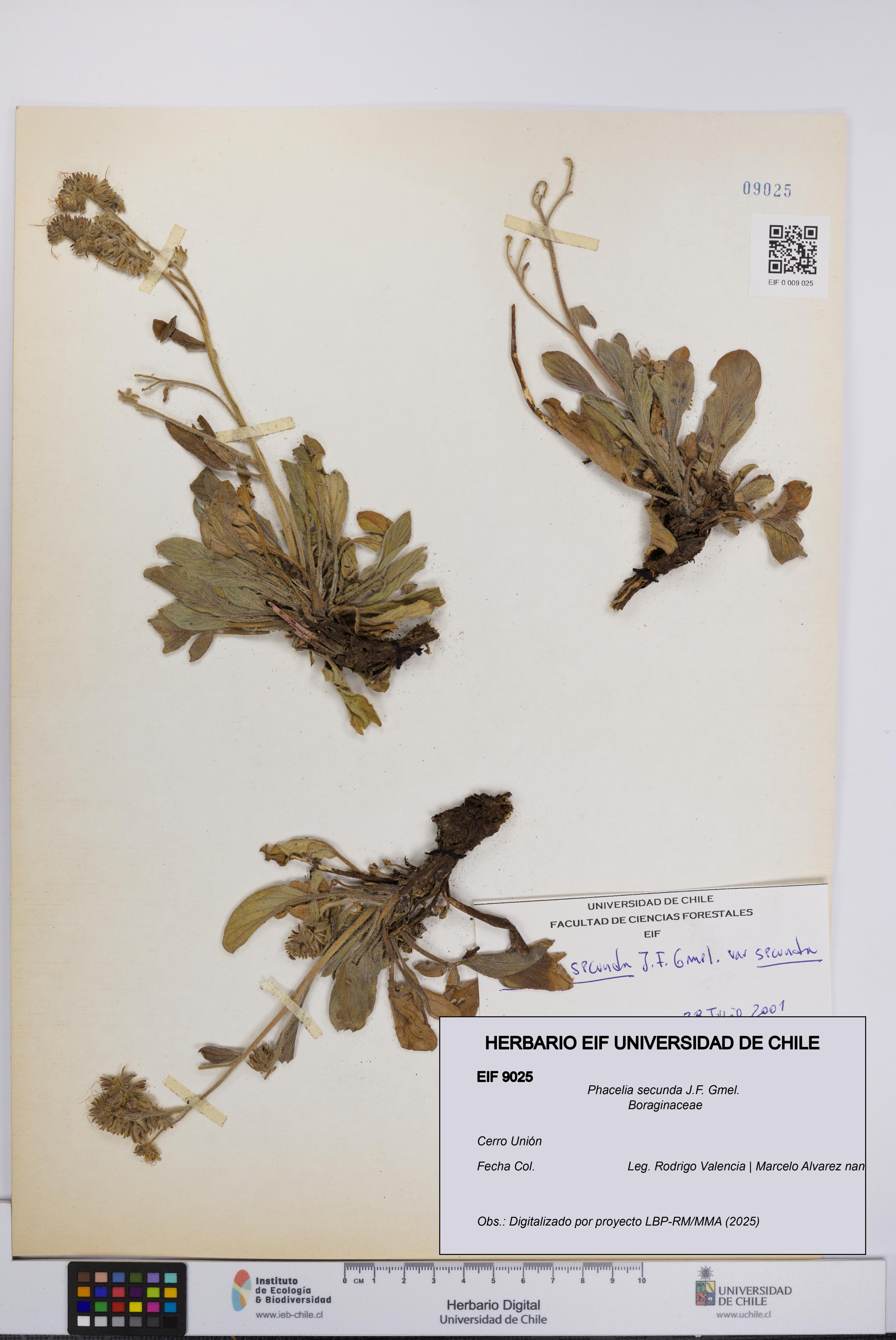 Phacelia secunda [Espécimen: UCH:EIF:0009025]