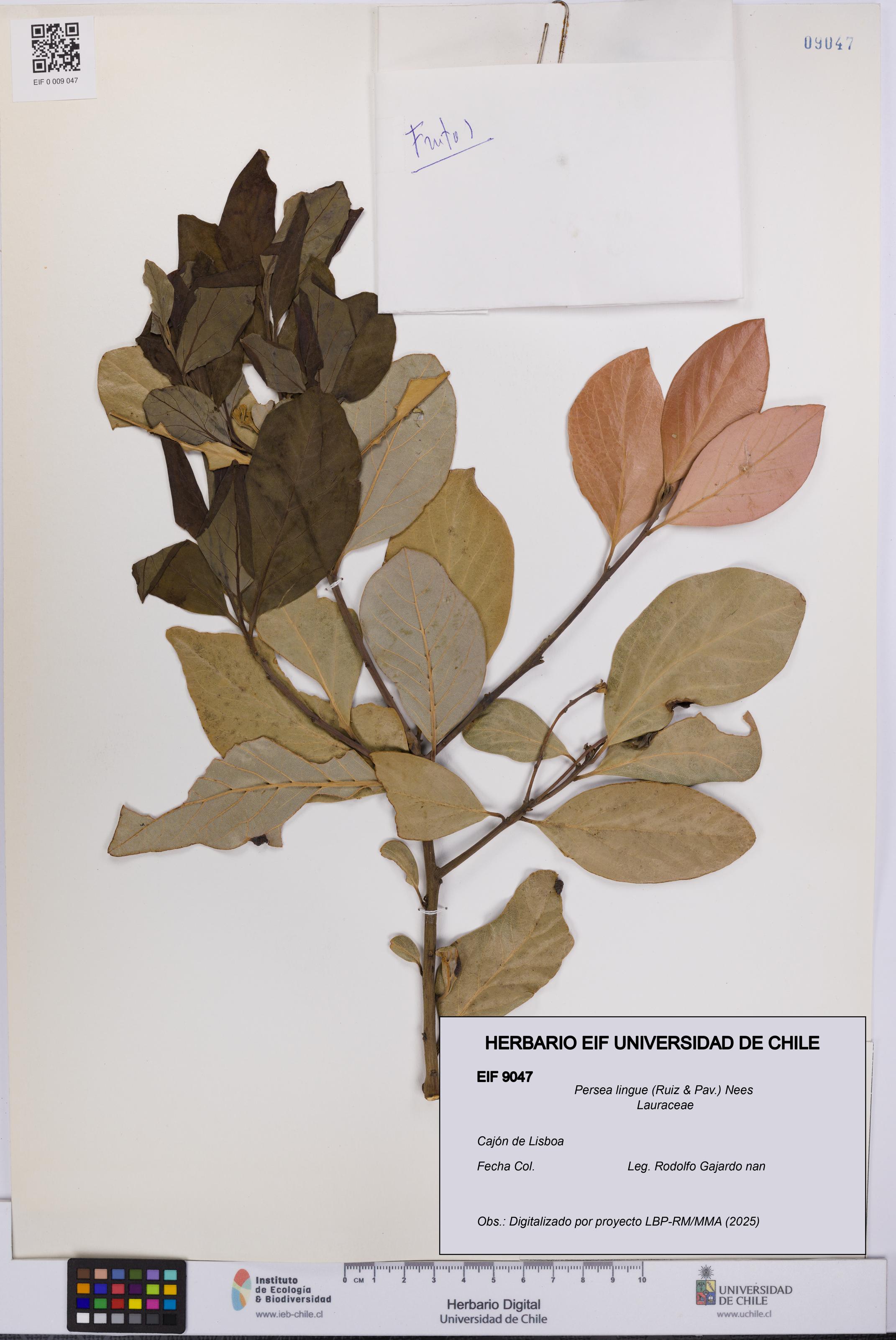 Persea lingue [Espécimen: UCH:EIF:0009047]