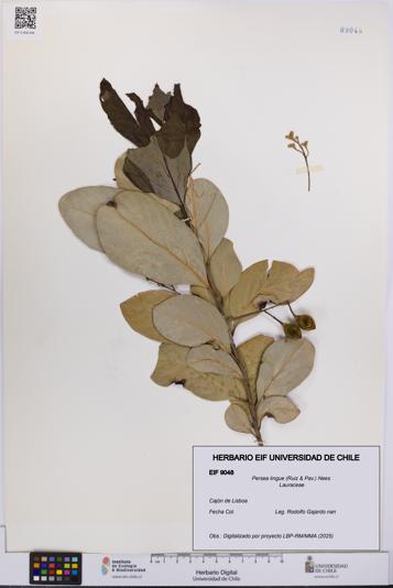 Persea lingue [Espécimen: UCH:EIF:0009048]