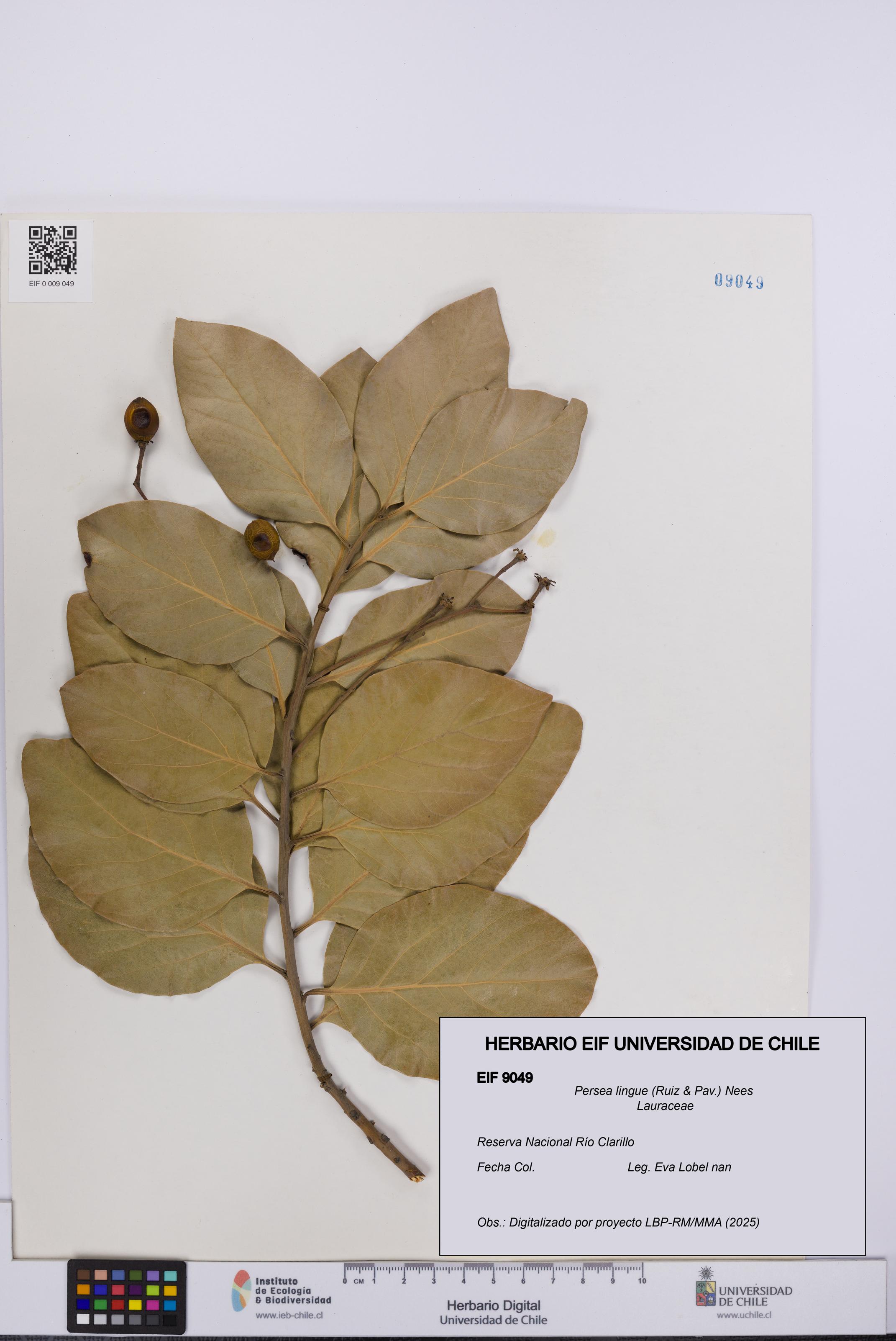 Persea lingue [Espécimen: UCH:EIF:0009049]