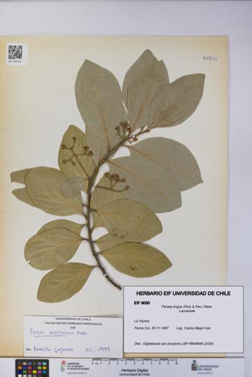 Persea lingue [Espécimen: UCH:EIF:0009050]