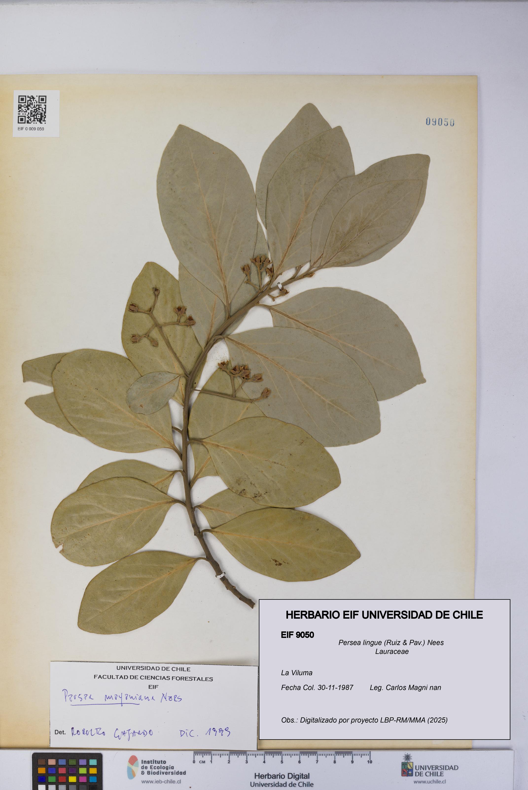 Persea lingue [Espécimen: UCH:EIF:0009050]