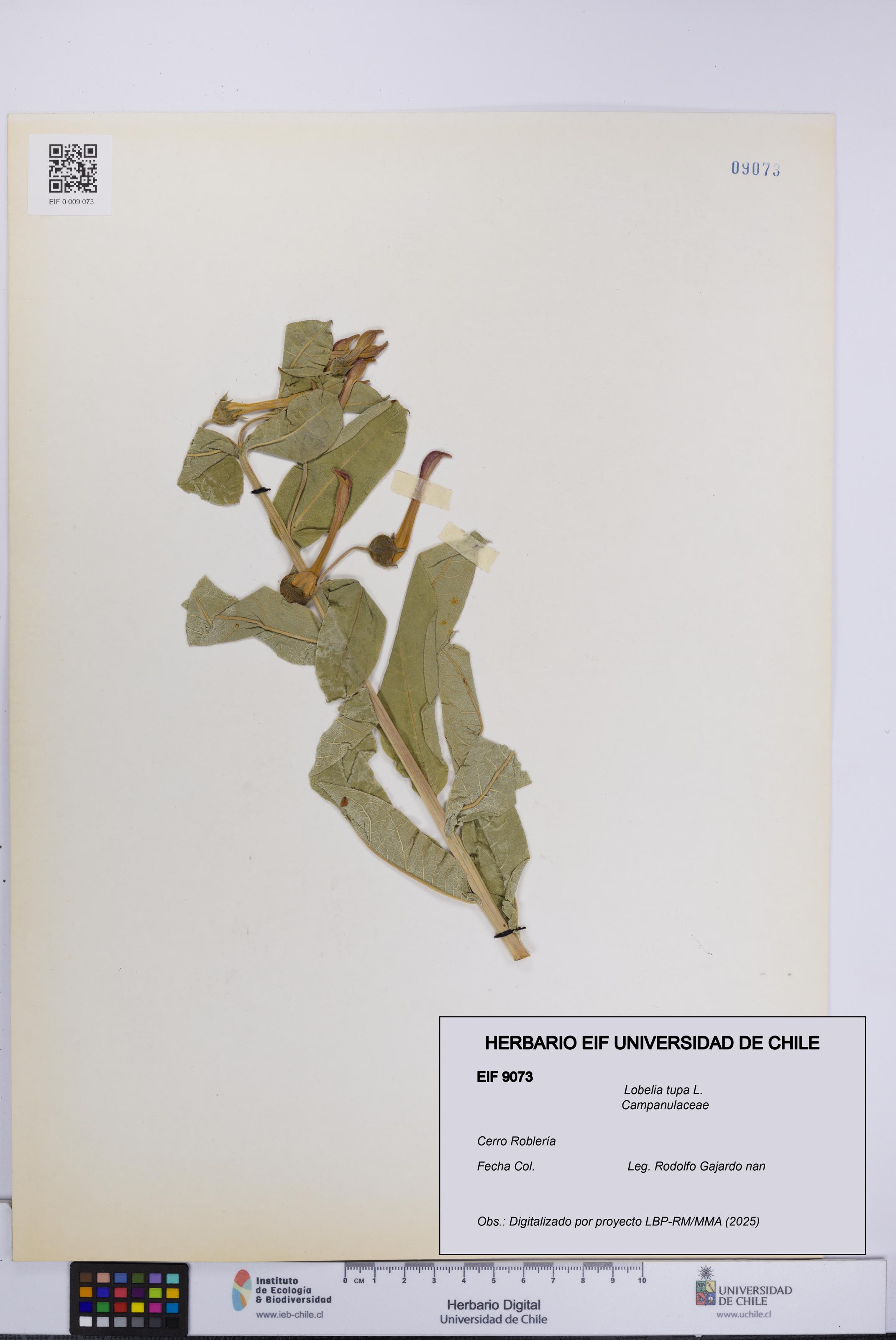 Lobelia tupa [Espécimen: UCH:EIF:0009073]
