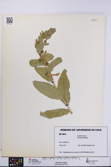 Lobelia tupa [Espécimen: UCH:EIF:0009074]