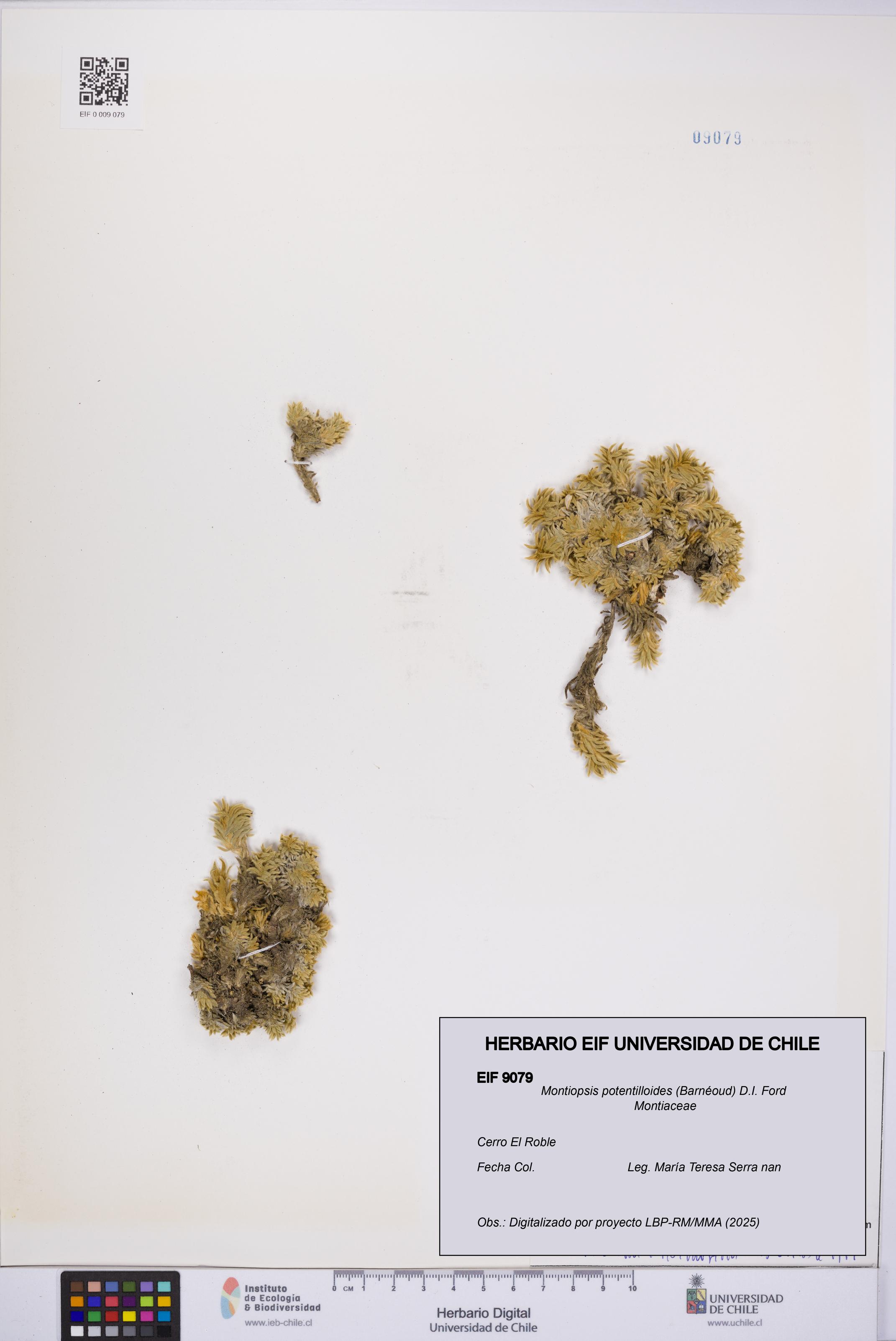 Montiopsis potentilloides [Espécimen: UCH:EIF:0009079]