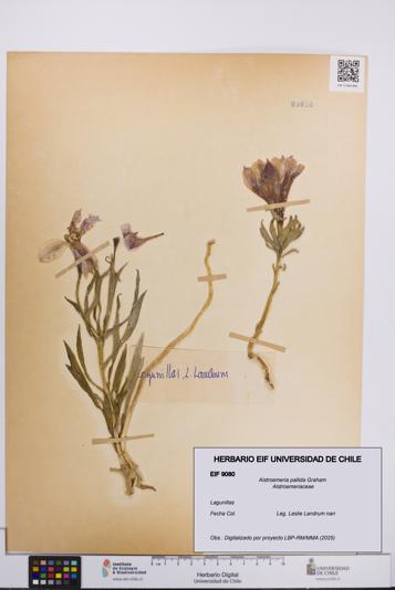 Alstroemeria pallida [Espécimen: UCH:EIF:0009080]