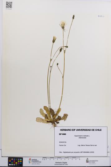 Hypochaeris radicata [Espécimen: UCH:EIF:0009090]