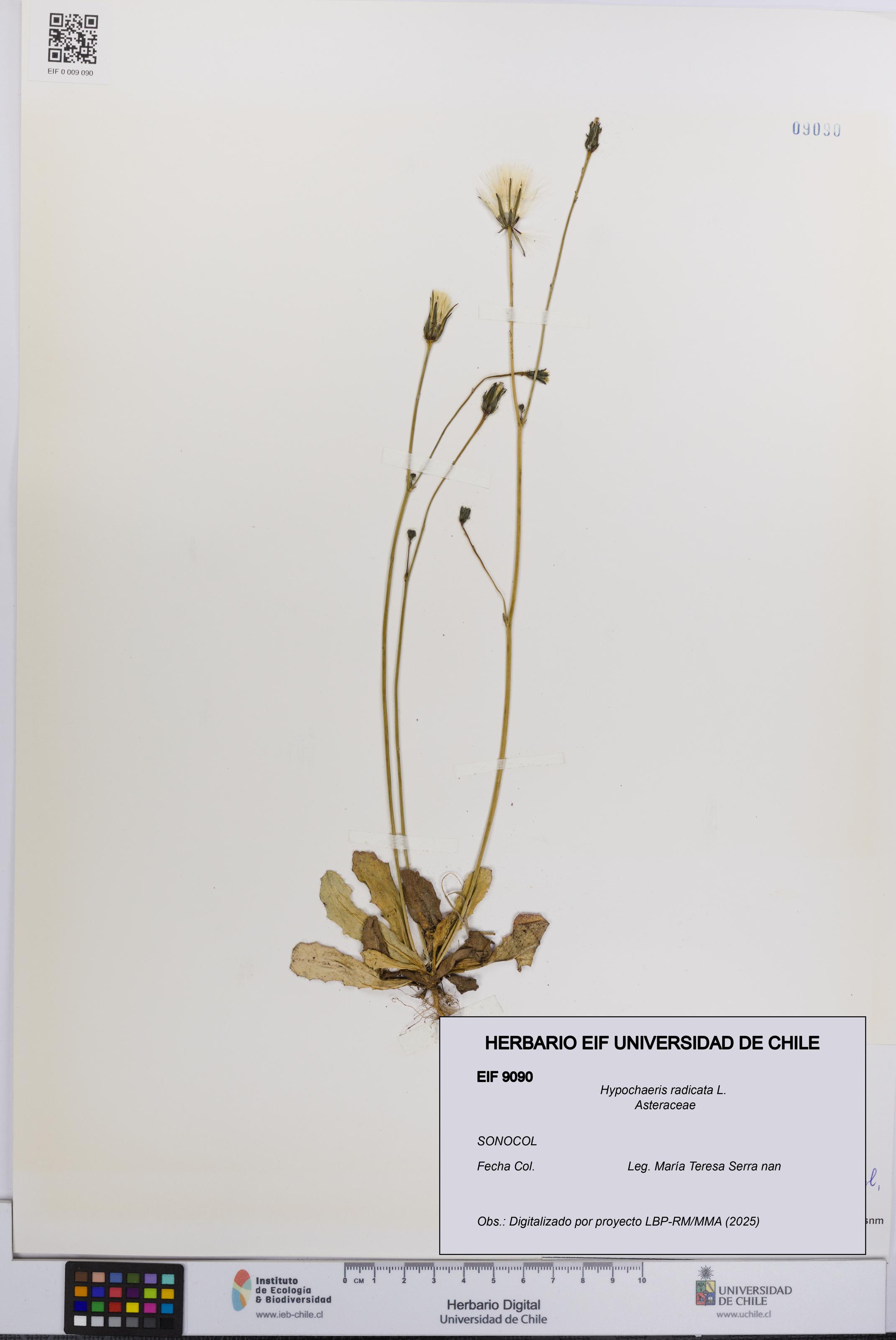 Hypochaeris radicata [Espécimen: UCH:EIF:0009090]