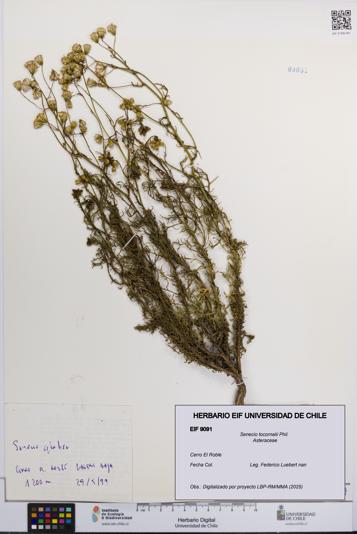 Senecio tocornalii [Espécimen: UCH:EIF:0009091]