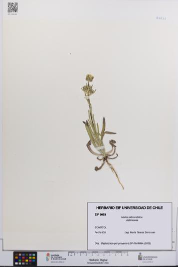 Madia sativa [Espécimen: UCH:EIF:0009093]