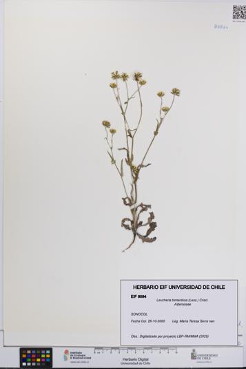 Leucheria tomentosa [Espécimen: UCH:EIF:0009094]