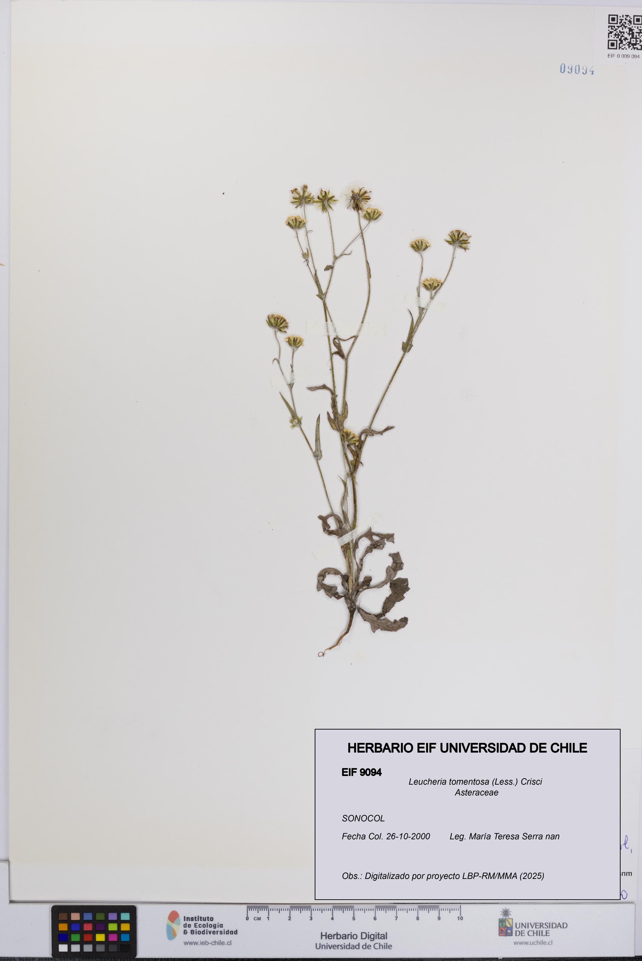 Leucheria tomentosa [Espécimen: UCH:EIF:0009094]