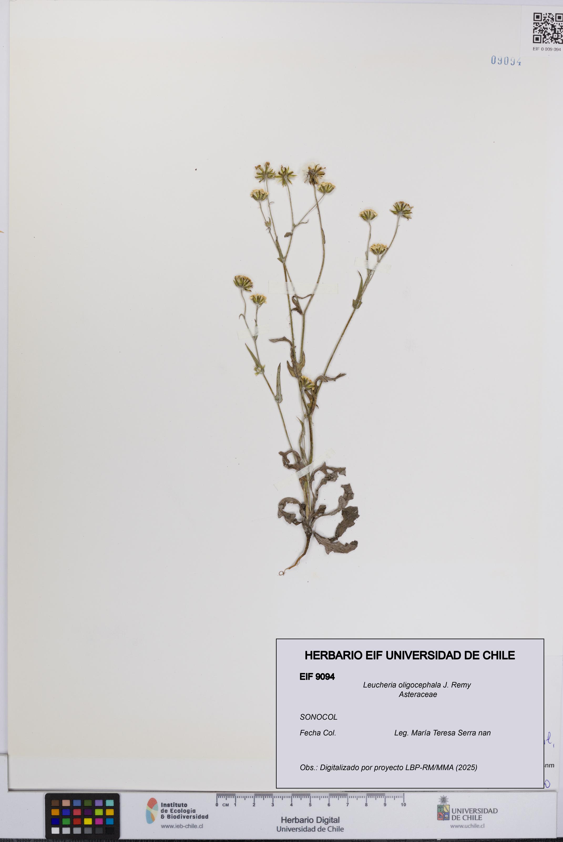 Leucheria oligocephala [Espécimen: UCH:EIF:0009094]