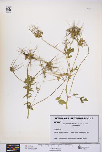 Erodium moschatum [Espécimen: UCH:EIF:0009097]
