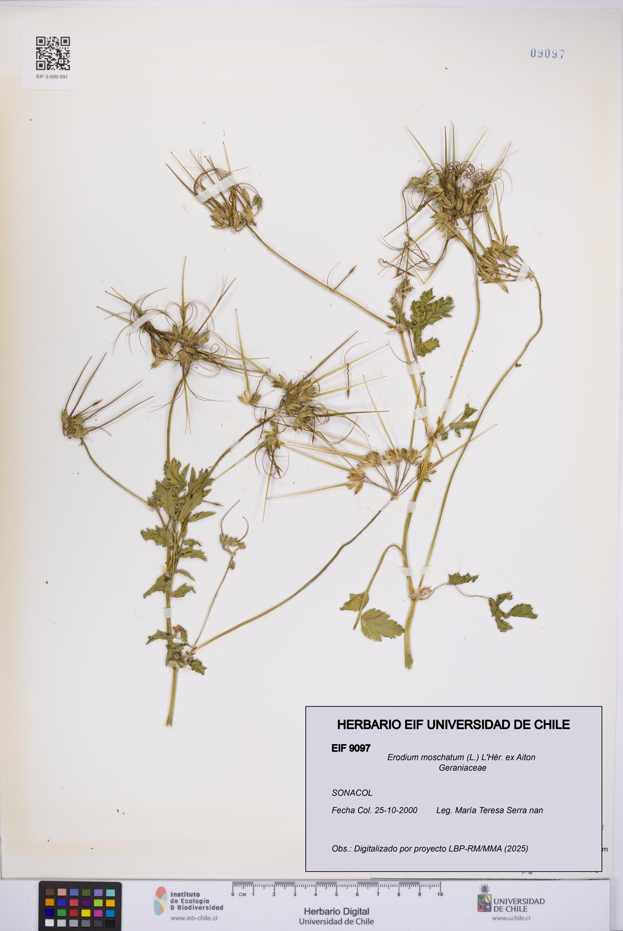 Erodium moschatum [Espécimen: UCH:EIF:0009097]