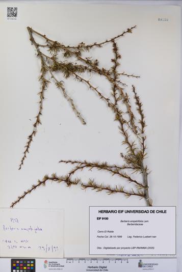 Berberis empetrifolia [Espécimen: UCH:EIF:0009100]