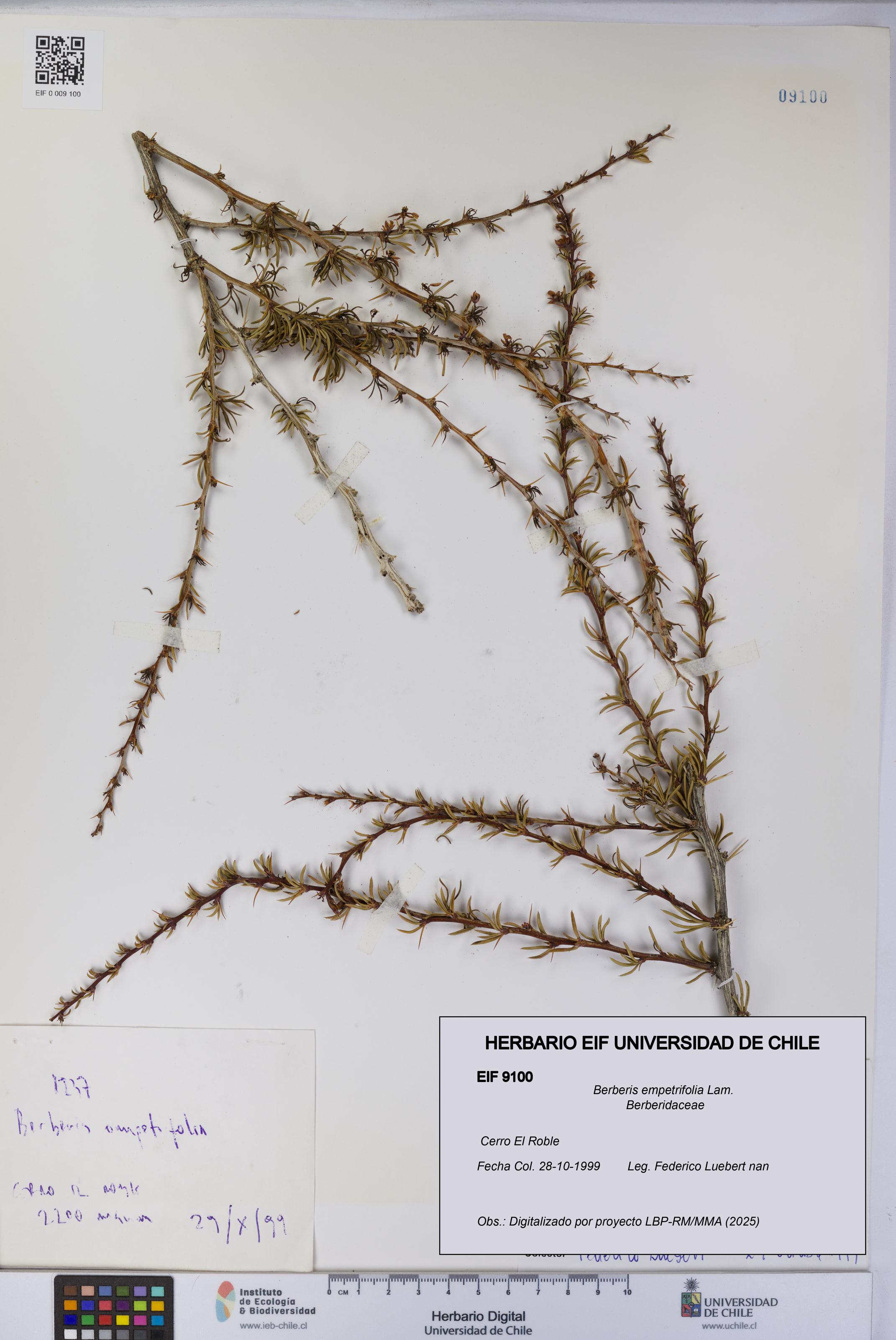 Berberis empetrifolia [Espécimen: UCH:EIF:0009100]