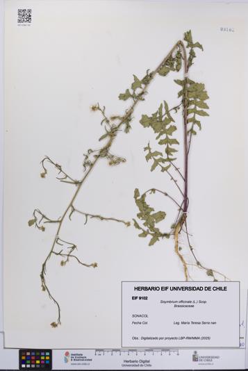 Sisymbrium officinale [Espécimen: UCH:EIF:0009102]