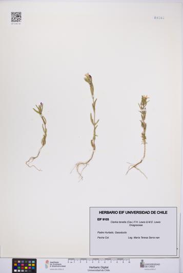 Clarkia tenella [Espécimen: UCH:EIF:0009103]