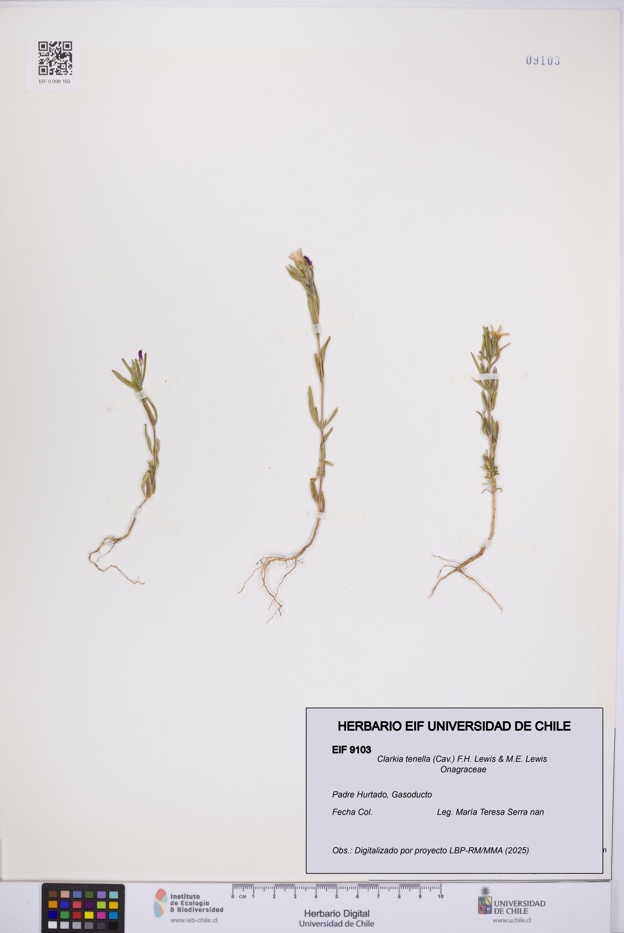 Clarkia tenella [Espécimen: UCH:EIF:0009103]