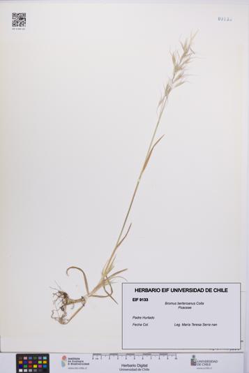 Bromus berteroanus [Espécimen: UCH:EIF:0009133]
