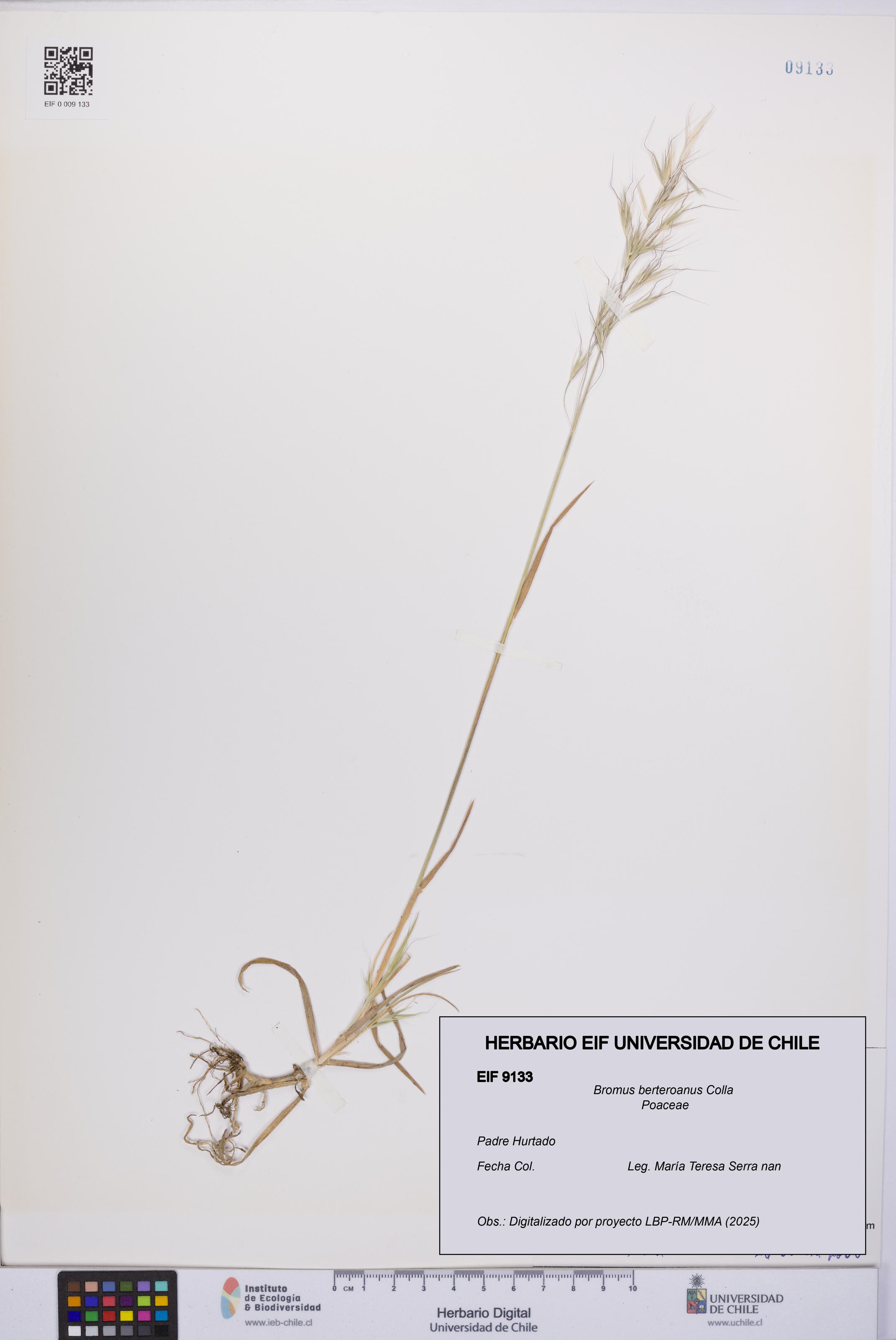 Bromus berteroanus [Espécimen: UCH:EIF:0009133]