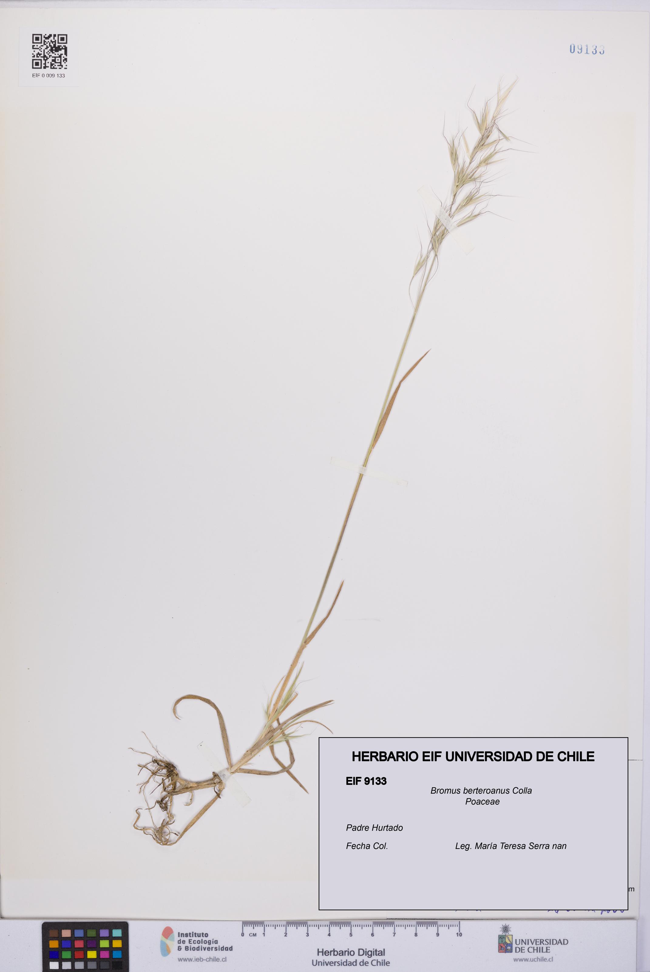 Bromus berteroanus [Espécimen: UCH:EIF:0009133]
