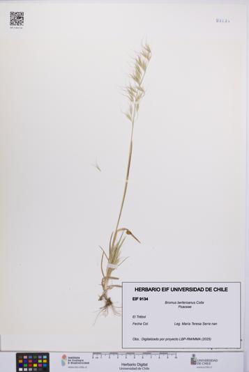 Bromus berteroanus [Espécimen: UCH:EIF:0009134]