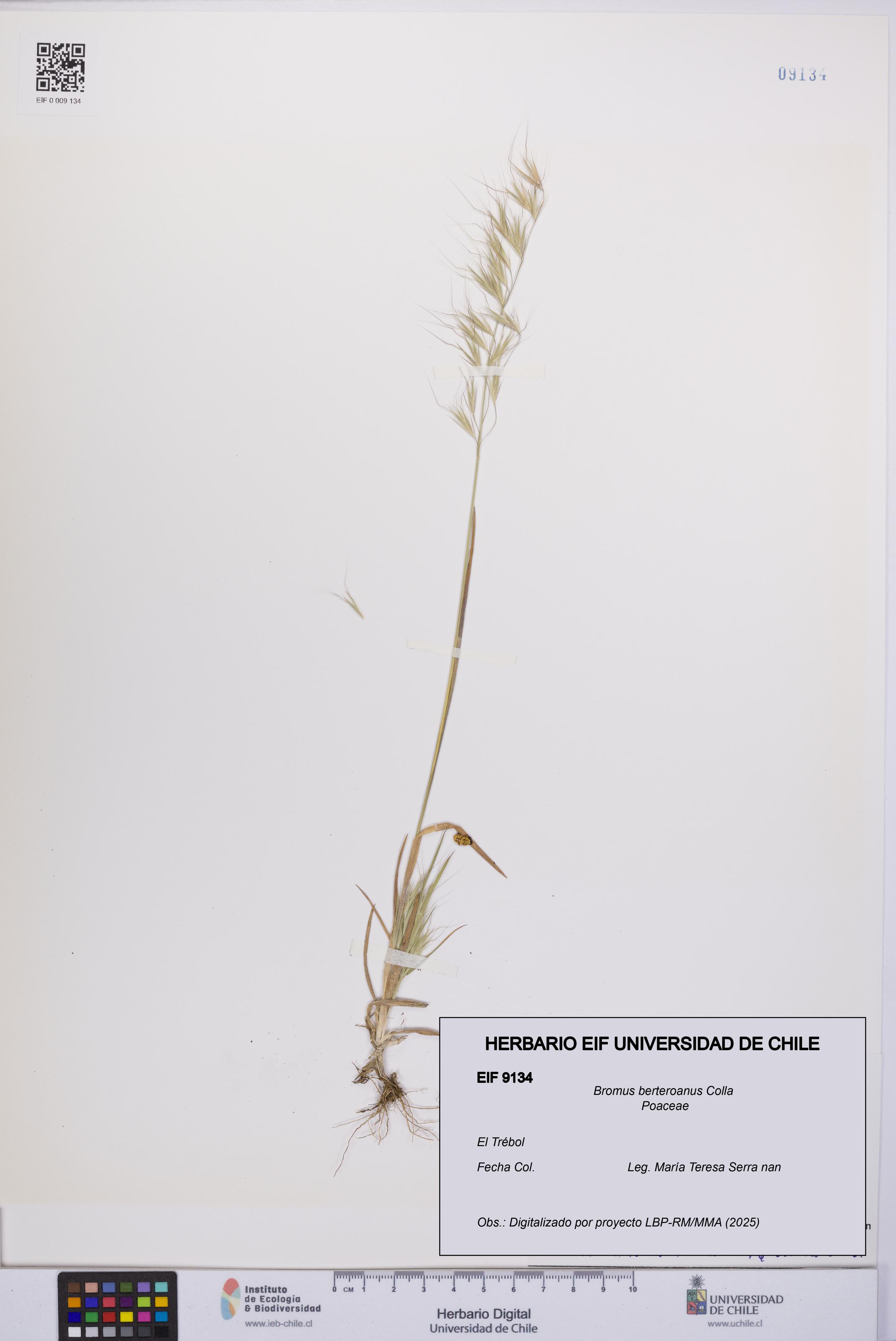 Bromus berteroanus [Espécimen: UCH:EIF:0009134]