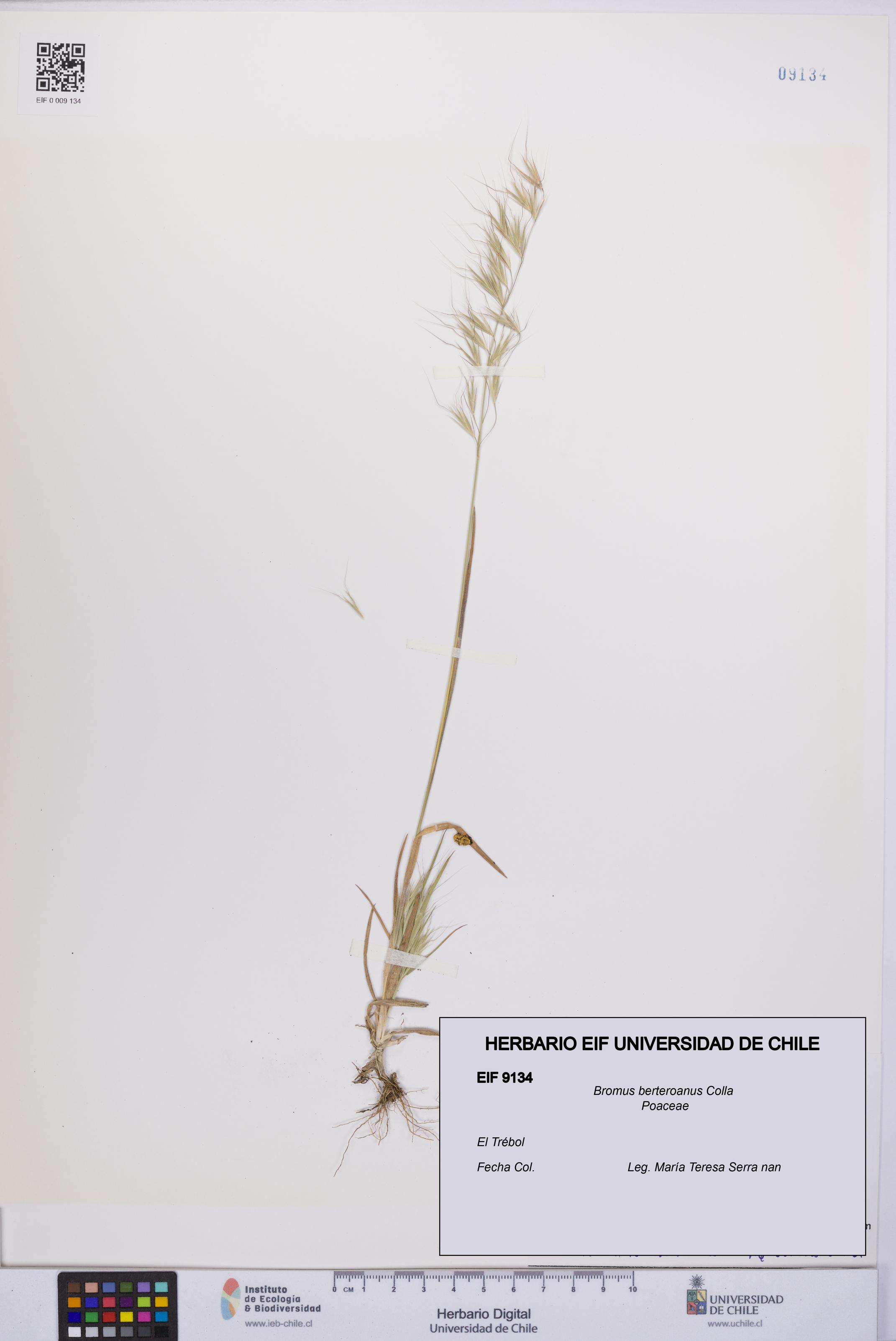 Bromus berteroanus [Espécimen: UCH:EIF:0009134]