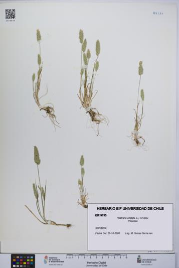 Rostraria cristata [Espécimen: UCH:EIF:0009135]