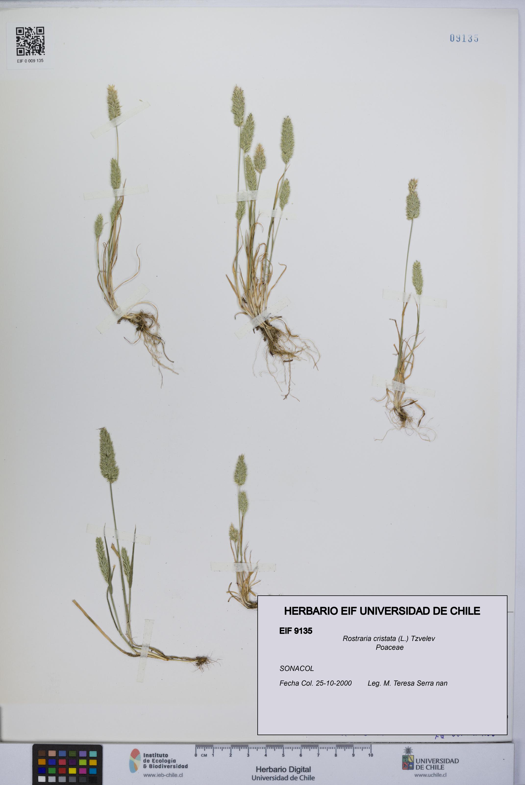 Rostraria cristata [Espécimen: UCH:EIF:0009135]