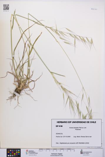 Avena barbata [Espécimen: UCH:EIF:0009136]