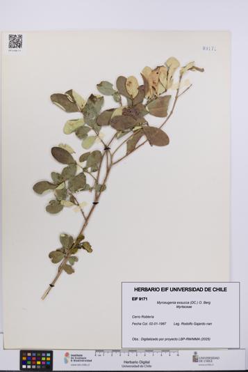 Myrceugenia exsucca [Espécimen: UCH:EIF:0009171]