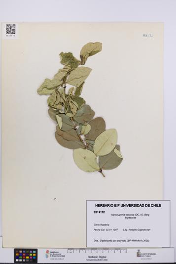 Myrceugenia exsucca [Espécimen: UCH:EIF:0009172]