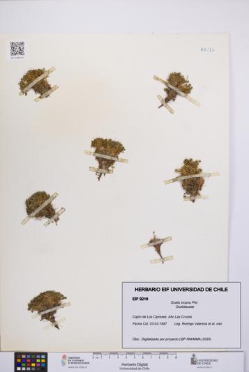 Oxalis incana [Espécimen: UCH:EIF:0009216]