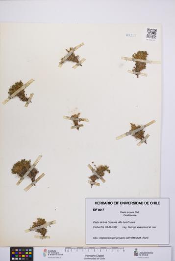 Oxalis incana [Espécimen: UCH:EIF:0009217]