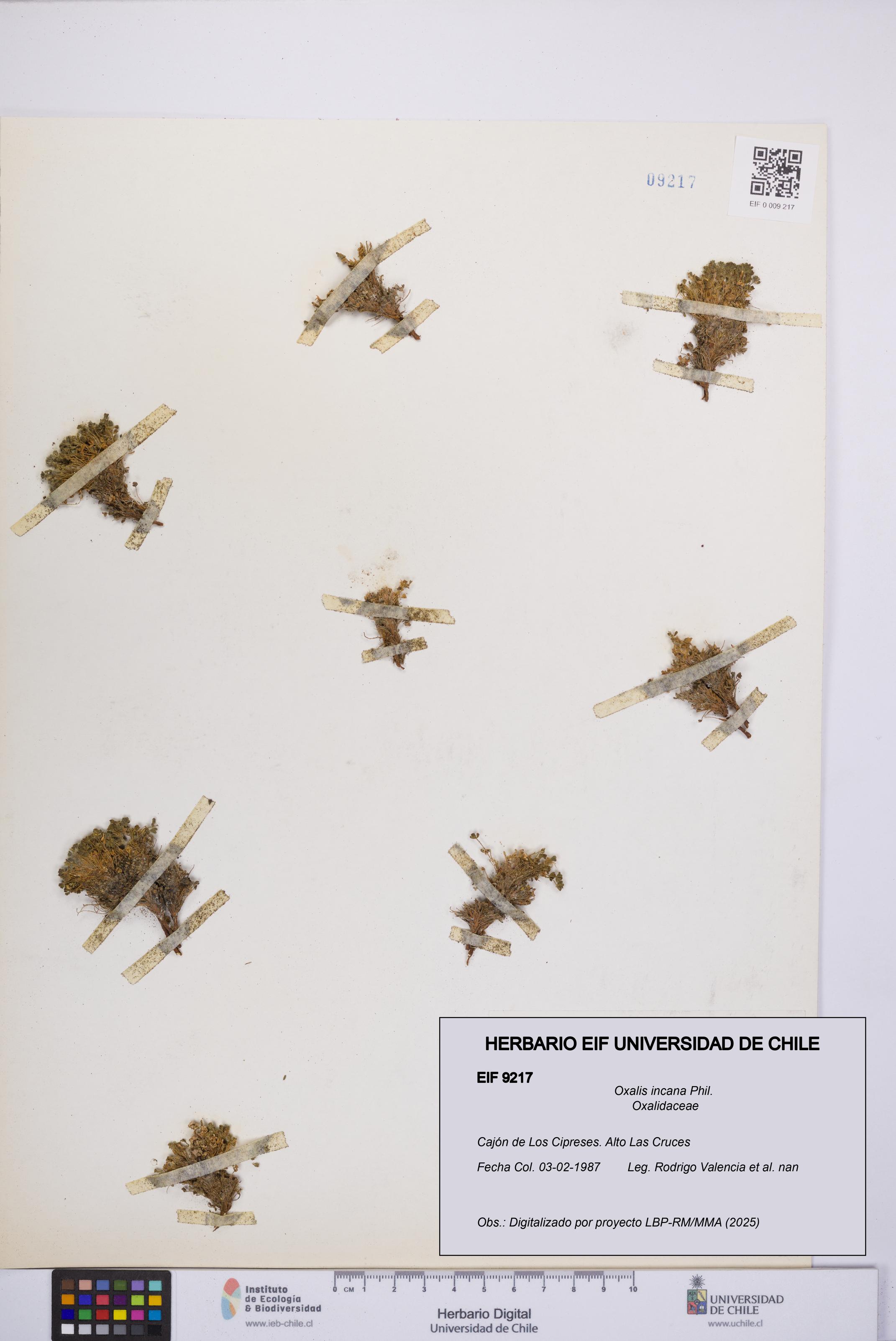 Oxalis incana [Espécimen: UCH:EIF:0009217]