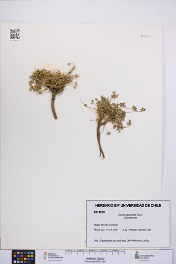Oxalis squamata [Espécimen: UCH:EIF:0009218]