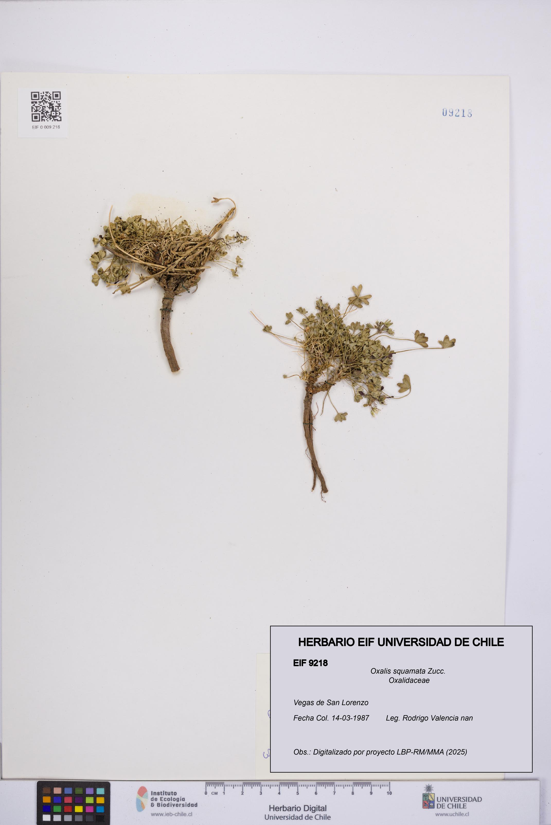 Oxalis squamata [Espécimen: UCH:EIF:0009218]