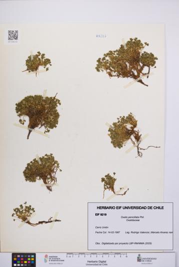 Oxalis penicillata [Espécimen: UCH:EIF:0009219]