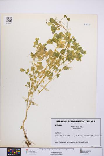 Oxalis rosea [Espécimen: UCH:EIF:0009221]